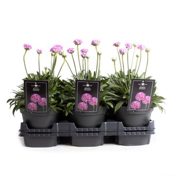 Armeria pseudarmeria DREAMERIA SWEET DREAMS