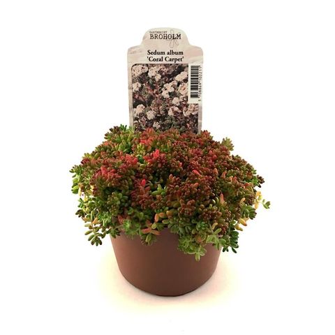 Sedum album 'Coral Carpet'
