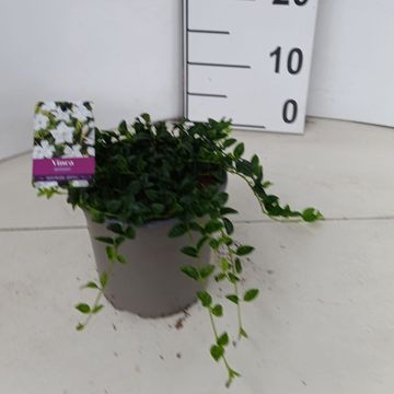 Vinca minor 'Gertrude Jekyll'