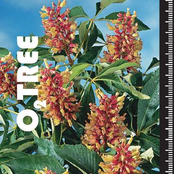 Aesculus pavia discolor