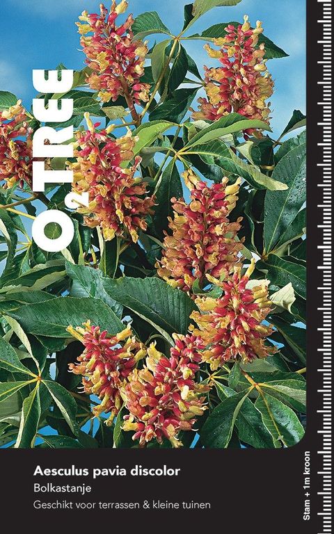 Aesculus pavia discolor