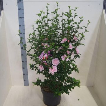 Hibiscus syriacus PINK CHIFFON