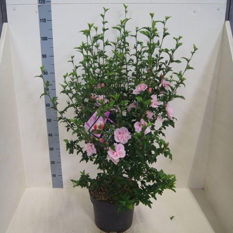 Hibiscus syriacus PINK CHIFFON