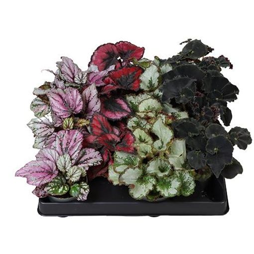 Begonia REX MIX