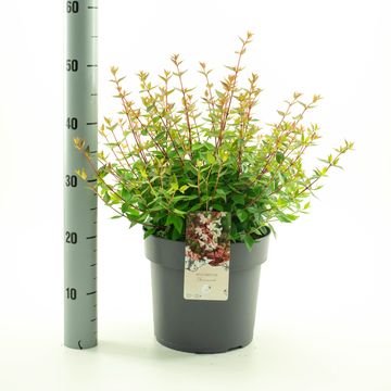 Abelia x grandiflora 'Sherwood'