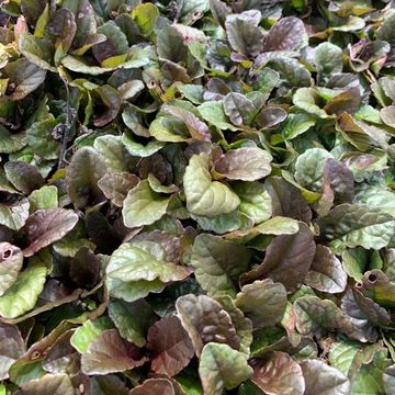 Ajuga reptans 'Braunherz'