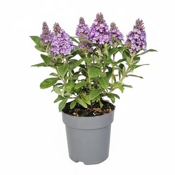 Buddleja davidii LITTLE ROCKSTARS BLUE