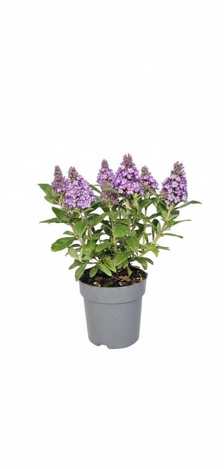 Buddleja davidii LITTLE ROCKSTARS BLUE