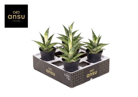 Sansevieria 'Star Mini Marble No.2'