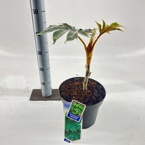 Tetrapanax papyrifer 'Rex'