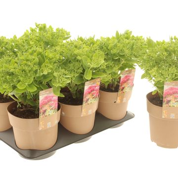 Sedum telephium SEDUCTION YELLOW DELICAT