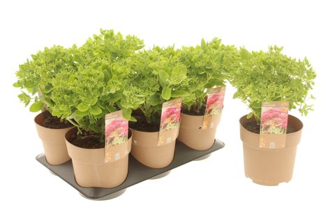 Sedum telephium SEDUCTION YELLOW DELICAT
