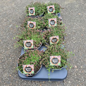 Thymus praecox 'Vey'