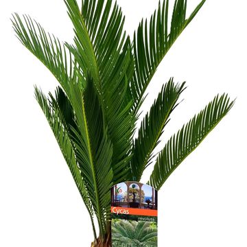 Cycas revoluta