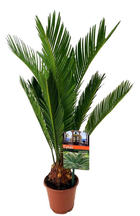 Cycas revoluta