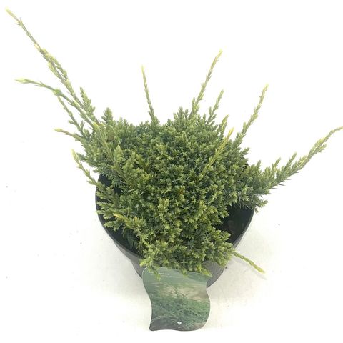 Juniperus squamata 'Holger'