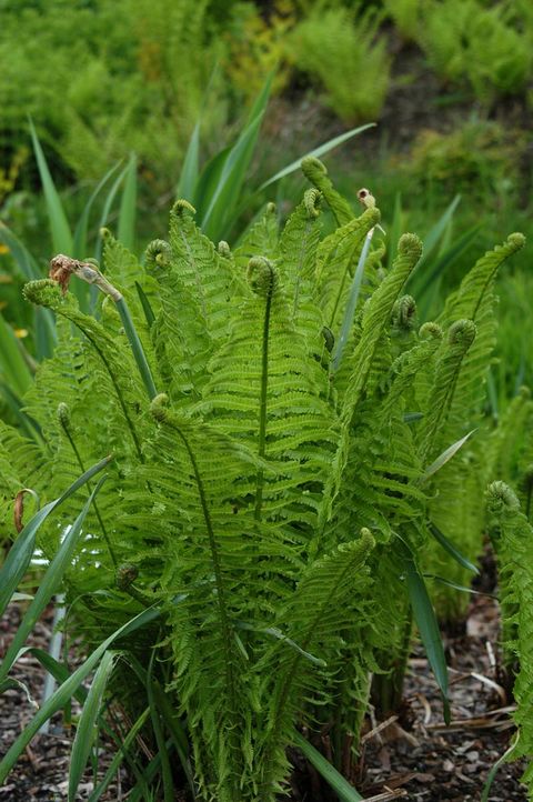 Matteuccia struthiopteris