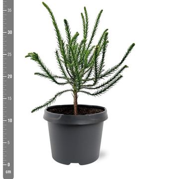 Cryptomeria japonica 'Dacrydioides'