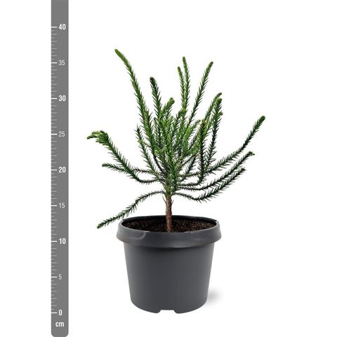 Cryptomeria japonica 'Dacrydioides'