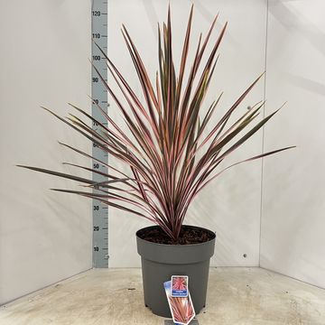 Cordyline australis 'Southern Splendour'