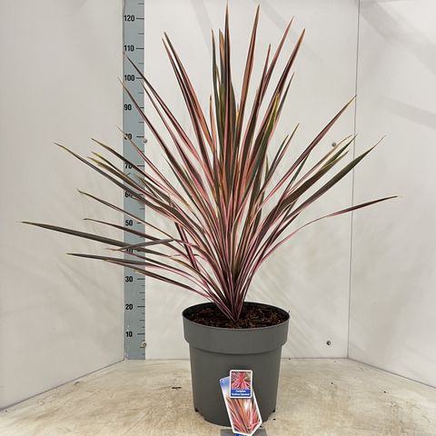 Cordyline australis 'Southern Splendour'