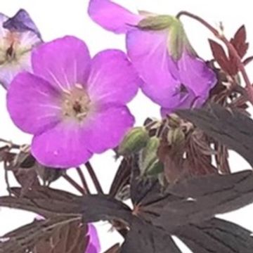 Geranium maculatum STORMY NIGHT