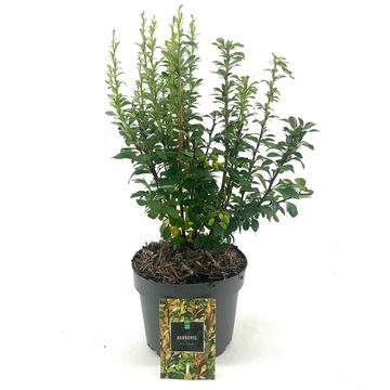 Berberis thunbergii 'Пау Вау'