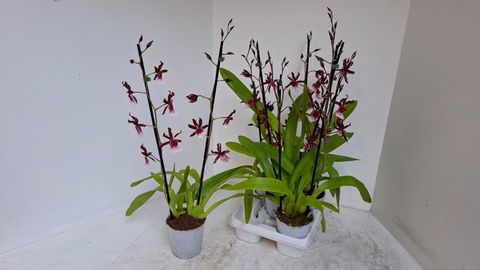 x Miltonidium RENAISSANCE GRANDEUR