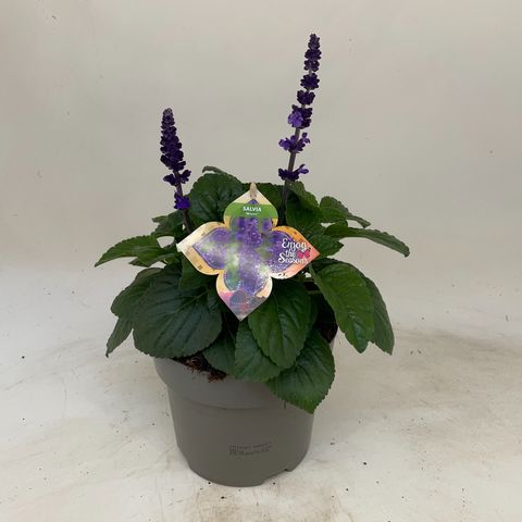 Salvia MYSTIC SPIRES BLUE