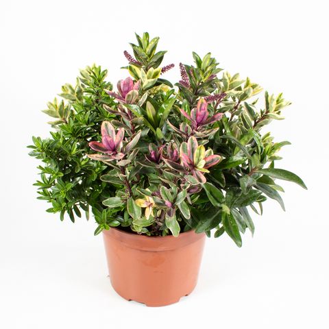 Hebe MIX IN POT