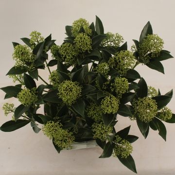 Skimmia japonica WHITE DWARF