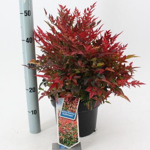 Nandina domestica 'Gulf Stream'