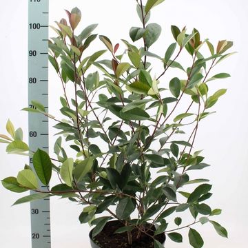 Фотиния x fraseri 'Ред Робин'