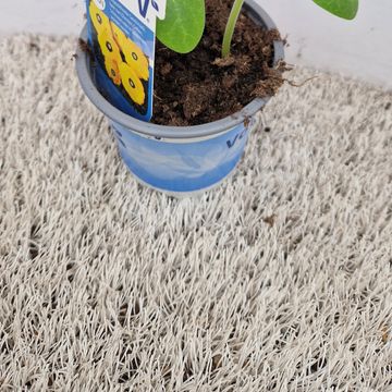 Cucurbita pepo 'Sunburst'