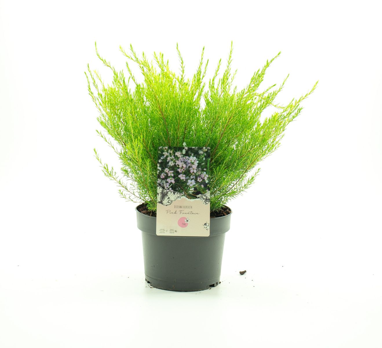 Diosma hirsuta ‘Pink Fountain’ – Le jardin de papi Jo