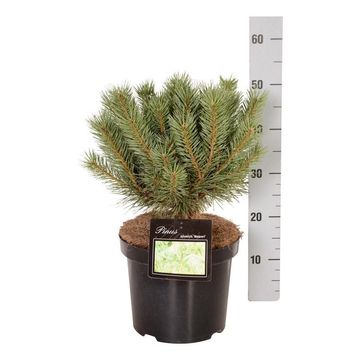 Pinus sylvestris 'Watereri'