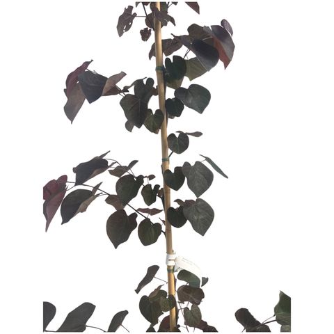 Cercis canadensis ACE OF SPADES / BLACK PEARL