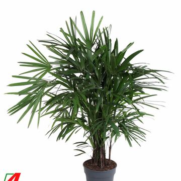 Rhapis excelsa