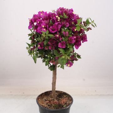 Bougainvillea 'Alexandra'