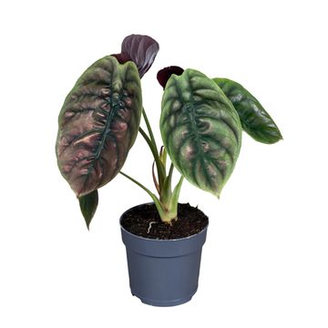 Alocasia cuprea 'Red Secret'