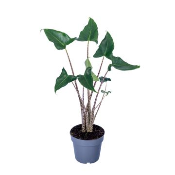 Alocasia zebrina 'Siberian Tiger'