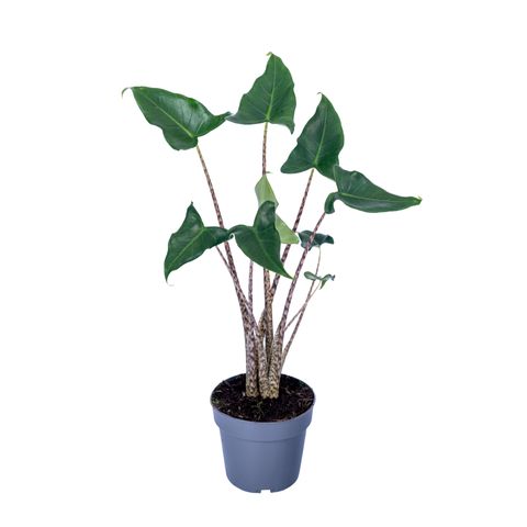 Alocasia zebrina 'Siberian Tiger'