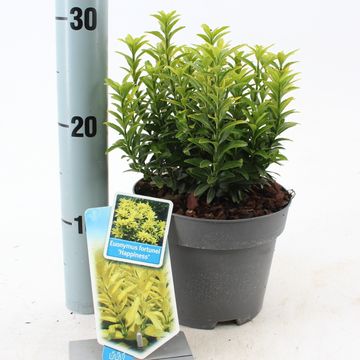 Euonymus japonicus 'Happiness'