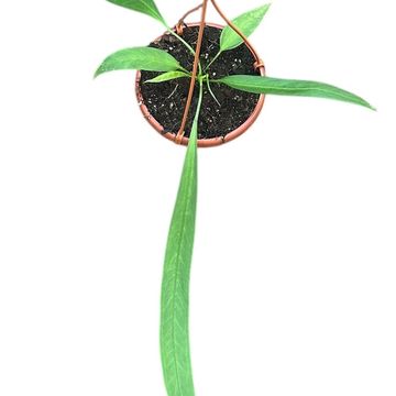 Anthurium vittariifolium