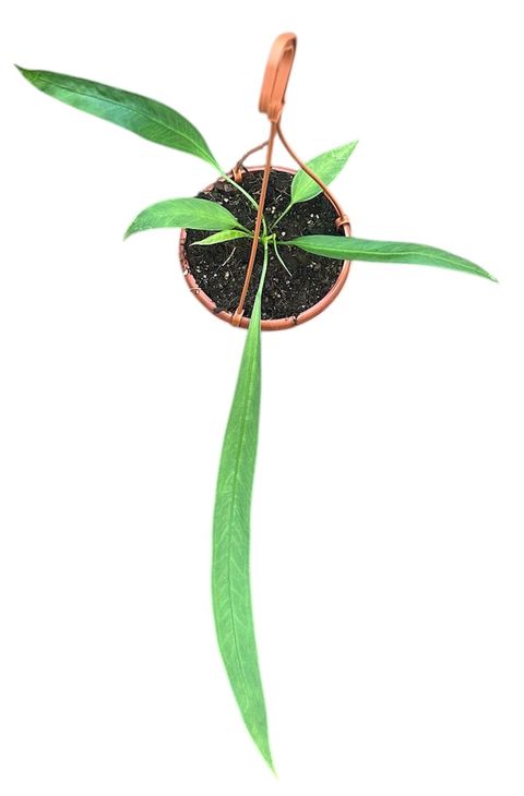 Anthurium vittariifolium