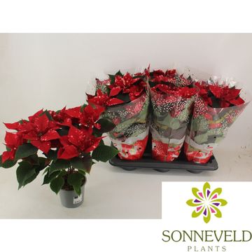 Euphorbia pulcherrima FANTASY STAR RED