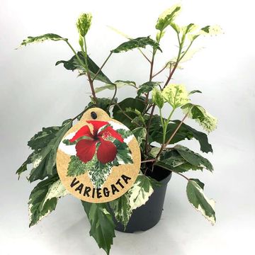 Hibiscus rosa-sinensis 'Variegata'