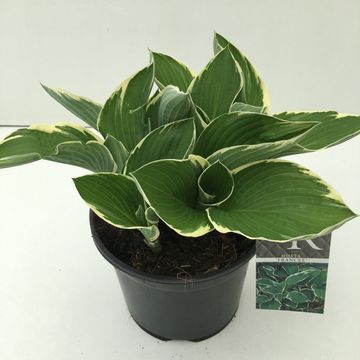Hosta 'Francee'