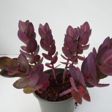 Sedum telephium SEDUCTION CHERRY CHOCOLATE