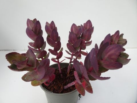 Sedum telephium SEDUCTION CHERRY CHOCOLATE